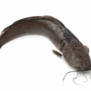 CATFISH N'GOLO CATFISH