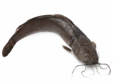 CATFISH N'GOLO CATFISH