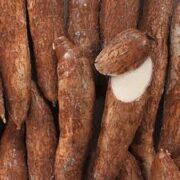 MANIOC CASSAVA (COSTA RICA)