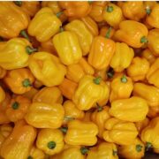 PILI-PILI YELLOW/JAUNE NL 1kg